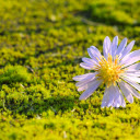 Falling flowers  screen for extension Chrome web store in OffiDocs Chromium