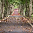 Falling leaf path  screen for extension Chrome web store in OffiDocs Chromium