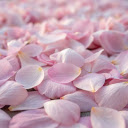 falling petals  screen for extension Chrome web store in OffiDocs Chromium