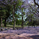 Falling purple flower park  screen for extension Chrome web store in OffiDocs Chromium