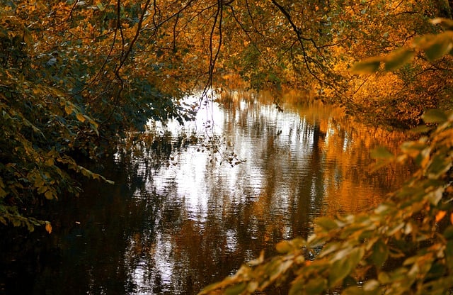 Baixe gratuitamente a imagem gratuita das cores do outono do lago outono para ser editada com o editor de imagens on-line gratuito do GIMP