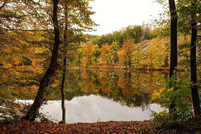 Free download fall landscape nature trees woods free picture to be edited with GIMP free online image editor