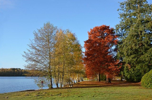 Download gratuito Fall Landscape Trees - foto o immagine gratuita da modificare con l'editor di immagini online di GIMP