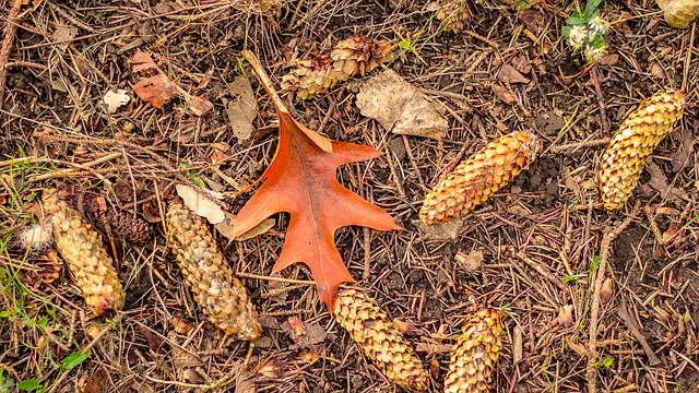 가을 잎 가을 무료 다운로드 - 무료 사진 또는 김프 온라인 이미지 편집기로 편집할 사진