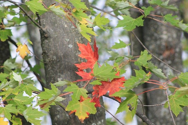 Unduh gratis Fall Leaf Maple - foto atau gambar gratis untuk diedit dengan editor gambar online GIMP