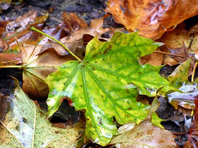 Unduh gratis Fall Leaf Nature - foto atau gambar gratis untuk diedit dengan editor gambar online GIMP