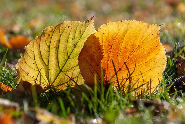 Scarica gratuitamente l'immagine gratuita della natura autunnale delle foglie autunnali da modificare con l'editor di immagini online gratuito GIMP