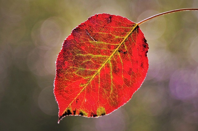 Free download fall leaves beech autumn light free picture to be edited with GIMP free online image editor