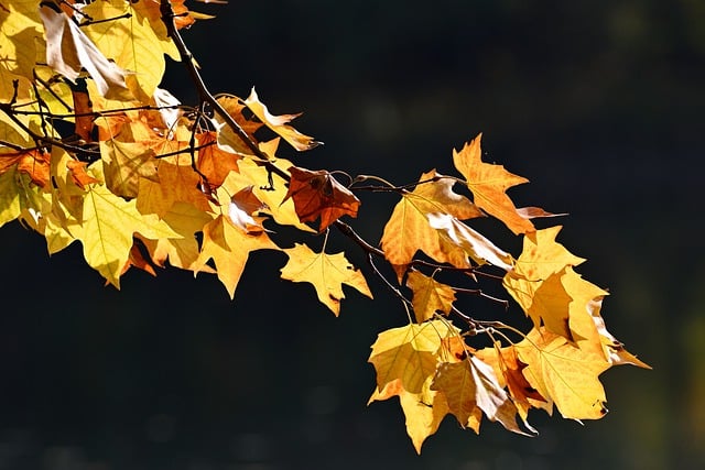 Free download fall leaves coloring backlighting free picture to be edited with GIMP free online image editor