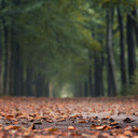 Fall leaves fall  screen for extension Chrome web store in OffiDocs Chromium