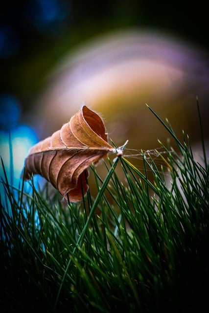 Free download fall leaves grass photo free picture to be edited with GIMP free online image editor