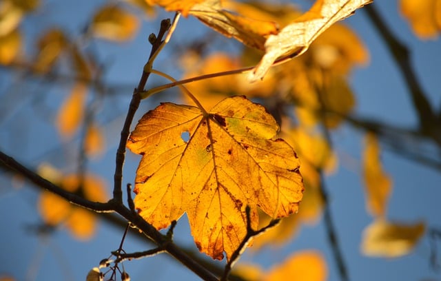 शरद ऋतु में मुफ्त डाउनलोड पतझड़ के पत्ते GIMP मुफ्त ऑनलाइन छवि संपादक के साथ संपादित की जाने वाली मुफ्त तस्वीर