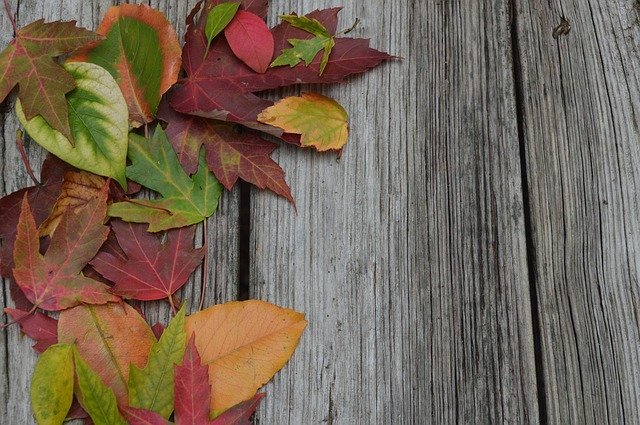 Descarga gratuita Fall Leaves Nature: foto o imagen gratuita para editar con el editor de imágenes en línea GIMP