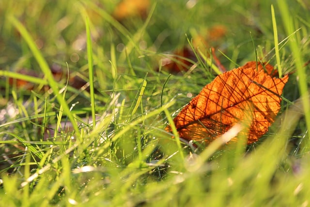 Download grátis de folhas de outono de outubro folhas de outono imagem gratuita para ser editada com o editor de imagens on-line gratuito GIMP