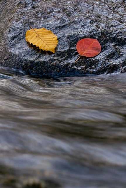 Free download fall leaves river stream nature free picture to be edited with GIMP free online image editor