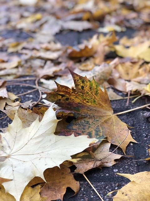 Скачать бесплатно Fall Leaves Tarmac - бесплатное фото или изображение для редактирования с помощью онлайн-редактора изображений GIMP