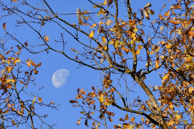 Bezpłatne pobieranie jesiennych liści drzewo niebo księżyc bezpłatne zdjęcie do edycji za pomocą bezpłatnego edytora obrazów online GIMP