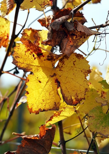 Free graphic fall leaves vine leaves nature to be edited by GIMP free image editor by OffiDocs