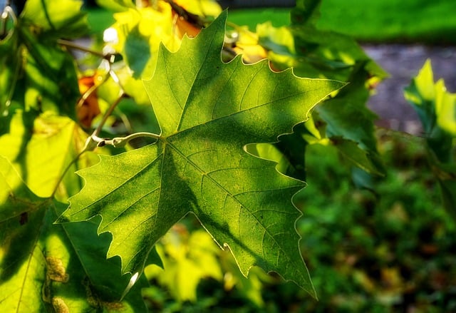 Free download Fall Maple Leaf Tree -  free photo or picture to be edited with GIMP online image editor