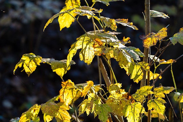 Free download fall maple leaves leaves foliage free picture to be edited with GIMP free online image editor