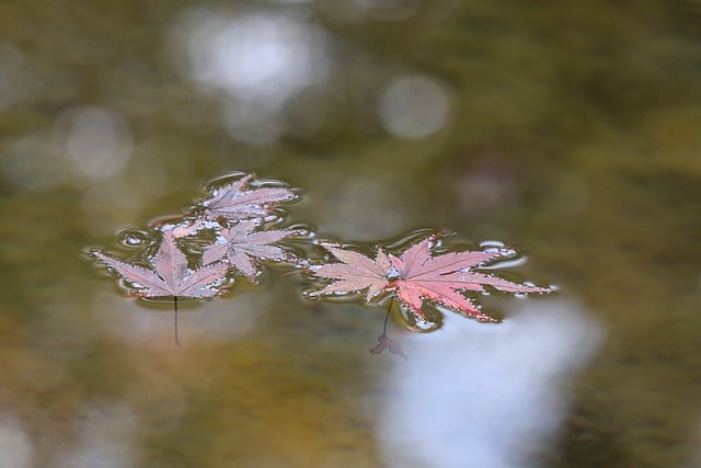 Free download fall maple leaves red pond free picture to be edited with GIMP free online image editor