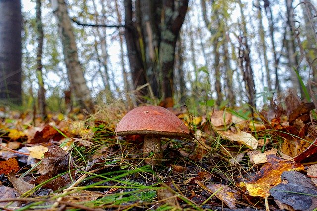 قالب Photo Fall Mushroom Forest - لـ OffiDocs