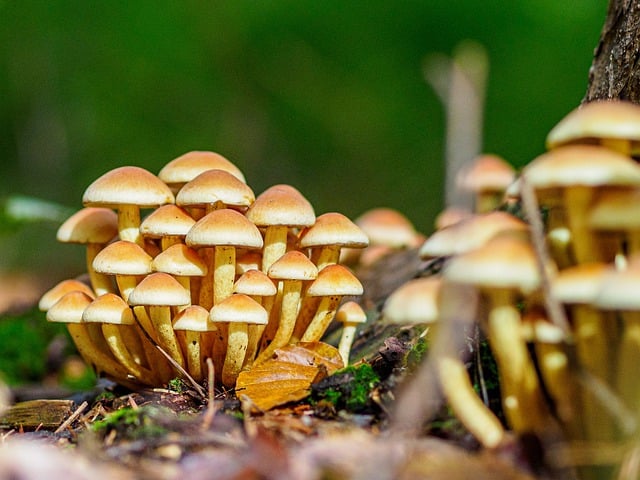 Free download fall mushrooms forest mycology free picture to be edited with GIMP free online image editor