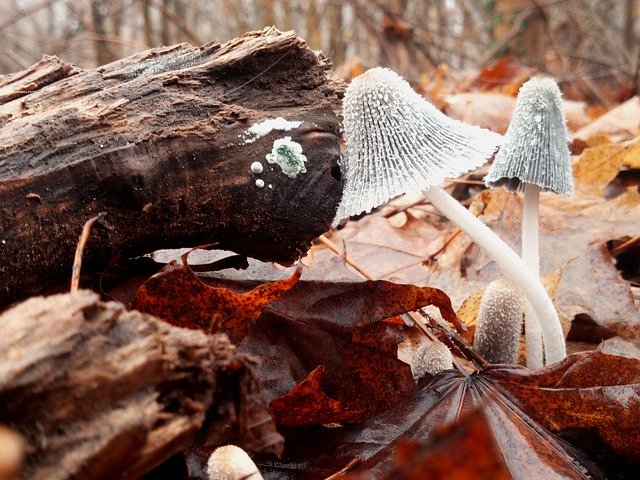 Unduh gratis Fall Mushrooms Nature - foto atau gambar gratis untuk diedit dengan editor gambar online GIMP