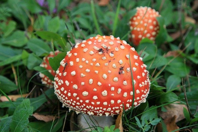 Muat turun percuma Fall Mushroom White - foto atau gambar percuma percuma untuk diedit dengan editor imej dalam talian GIMP