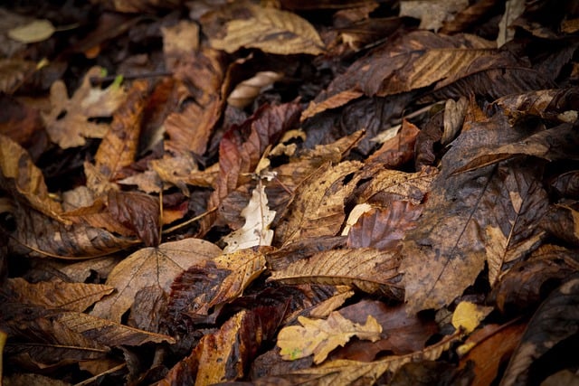 Free download fall nature blade leaves forest free picture to be edited with GIMP free online image editor