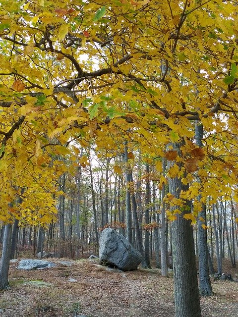 Téléchargement gratuit de Fall New York Usa - photo ou image gratuite à éditer avec l'éditeur d'images en ligne GIMP