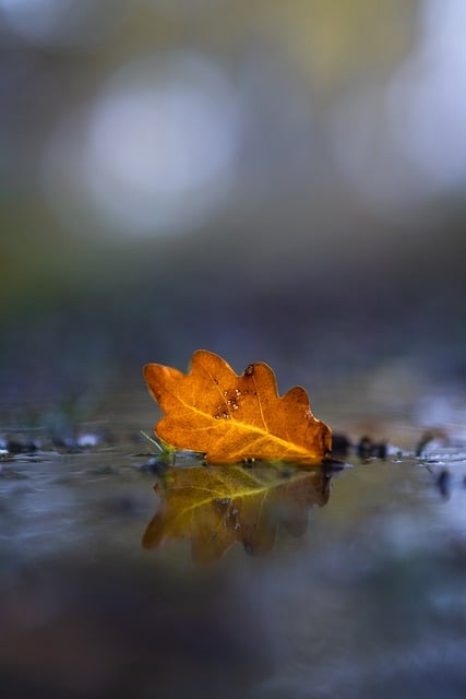 Free download fall october light nature leaf free picture to be edited with GIMP free online image editor