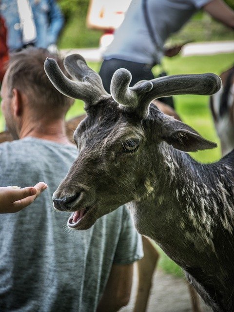 Скачать бесплатно Fallow Deer Animal Mammal - бесплатное фото или изображение для редактирования с помощью онлайн-редактора изображений GIMP