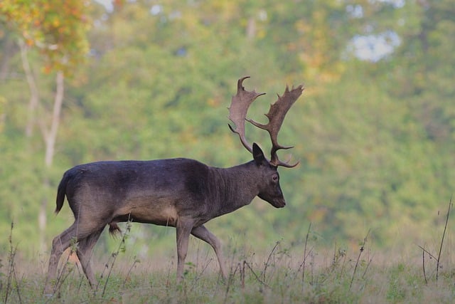 जीआईएमपी मुफ्त ऑनलाइन छवि संपादक के साथ संपादित करने के लिए परती हिरण पशु घास का मैदान वन्यजीवन की मुफ्त तस्वीर मुफ्त डाउनलोड करें