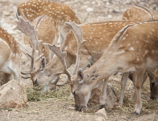 Free picture Fallow Deer Animals -  to be edited by GIMP free image editor by OffiDocs