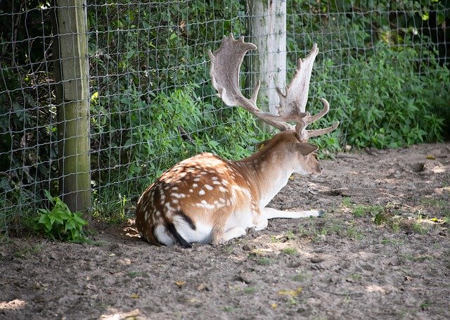 Descărcare gratuită Fallow Deer Antler - fotografie sau imagini gratuite pentru a fi editate cu editorul de imagini online GIMP