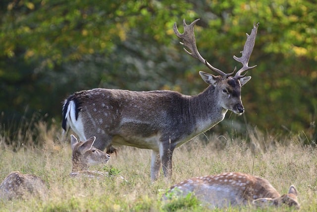 Free download fallow deer deer meadow fall free picture to be edited with GIMP free online image editor