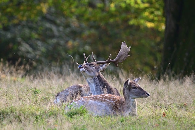 Free download fallow deer deer rut herd forest free picture to be edited with GIMP free online image editor