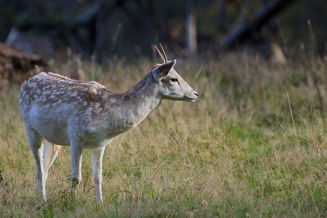 Scarica gratuitamente un'immagine gratuita di cervi daini e animali selvatici da modificare con l'editor di immagini online gratuito GIMP