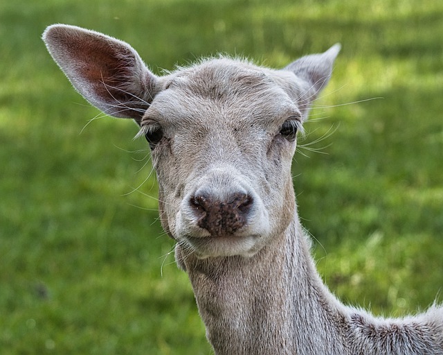 يمكنك تنزيل صورة مجانية من Fallow deer doe albino head لتحريرها باستخدام محرر الصور المجاني على الإنترنت من GIMP