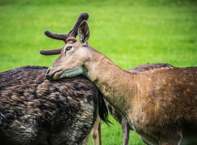 Muat turun percuma Fallow Deer Fauna Animal - foto atau gambar percuma untuk diedit dengan editor imej dalam talian GIMP