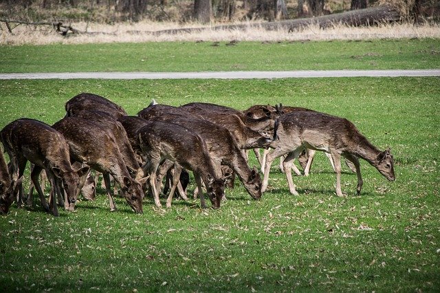הורדה חינם Fallow Deer Herd Wild - תמונה או תמונה בחינם לעריכה עם עורך התמונות המקוון GIMP