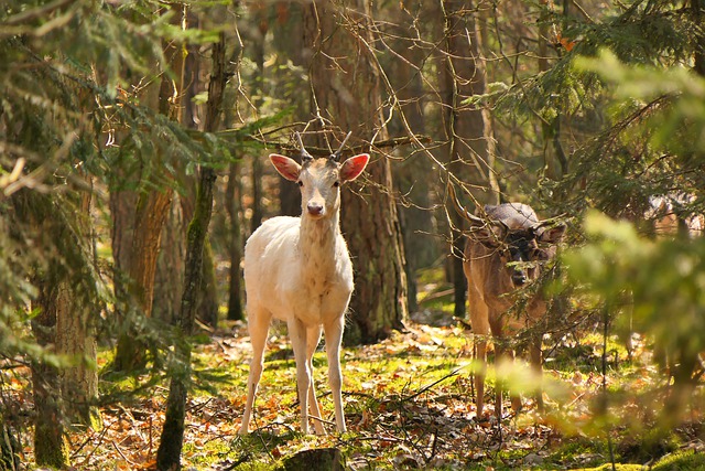 Free download fallow deer males young male free picture to be edited with GIMP free online image editor