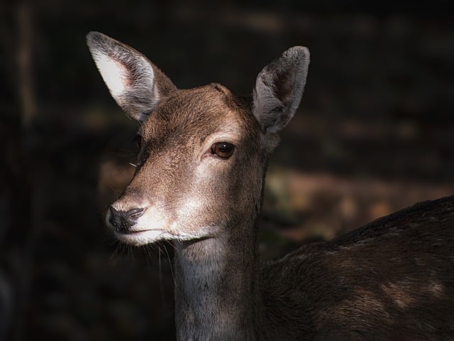 Free download fallow deer nature image nature free picture to be edited with GIMP free online image editor