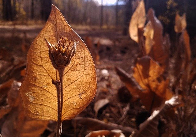 Gratis download Fall Plant Nature - gratis foto of afbeelding die u kunt bewerken met de online afbeeldingseditor van GIMP