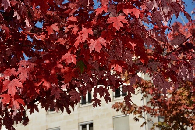 Muat turun percuma Fall Red Leaves Autumn Blue - foto atau gambar percuma untuk diedit dengan editor imej dalam talian GIMP