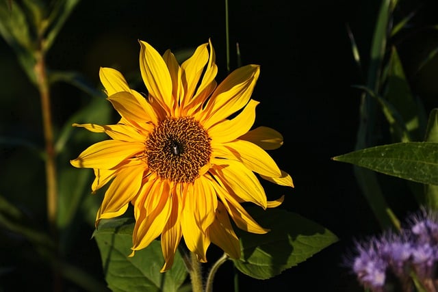 Free download fall sunflower light the shade free picture to be edited with GIMP free online image editor