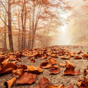 Fall Theme  screen for extension Chrome web store in OffiDocs Chromium