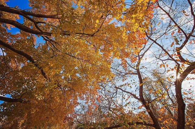 Free download Fall Tree Autumn -  free photo or picture to be edited with GIMP online image editor