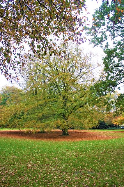 Free download fall tree autumnal autumn leaves free picture to be edited with GIMP free online image editor